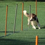 The Benefits of Clicker Training for Dogs