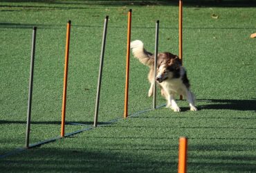 The Benefits of Clicker Training for Dogs